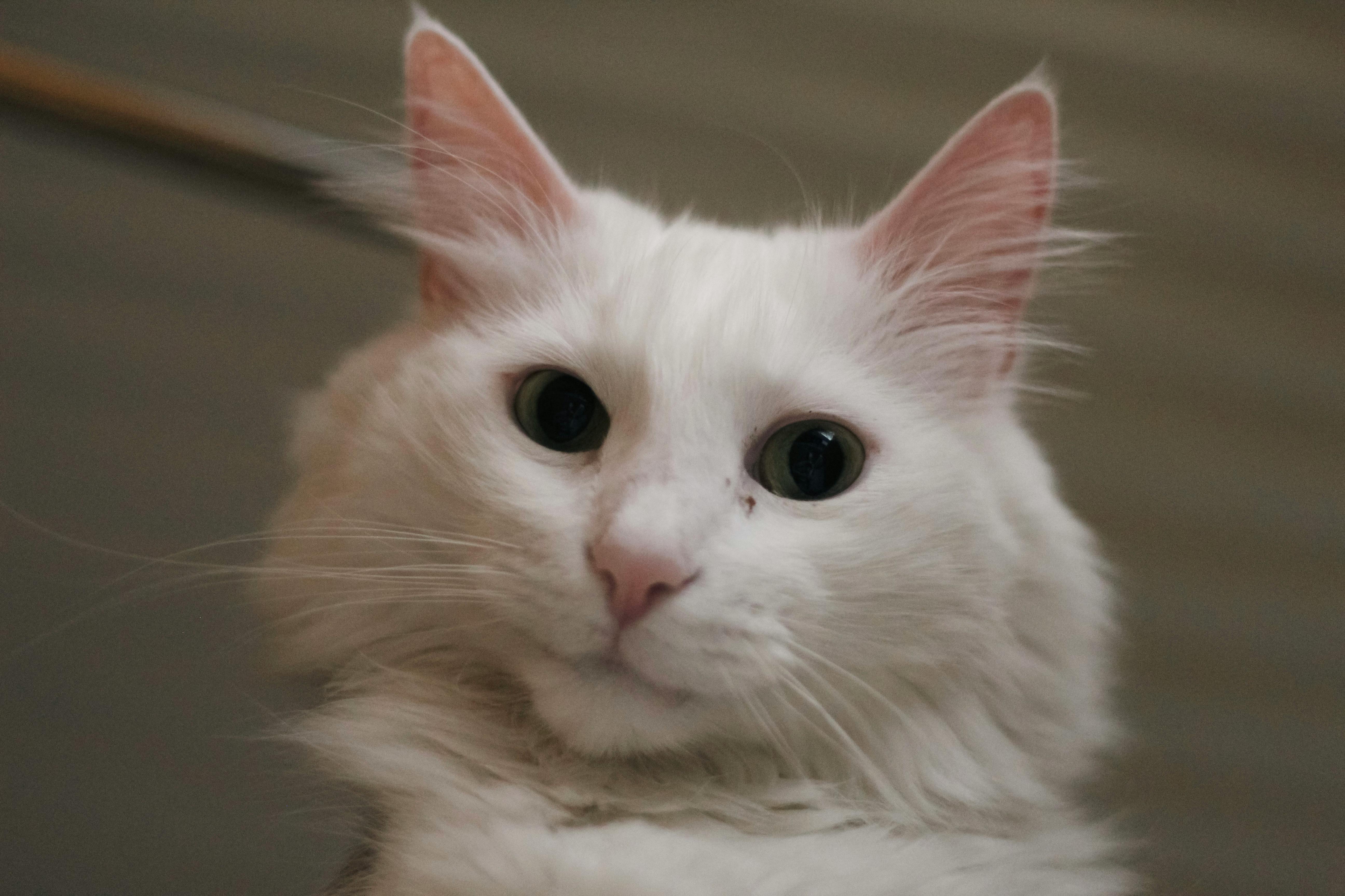 White Cat Staring at Camera · Free Stock Photo
