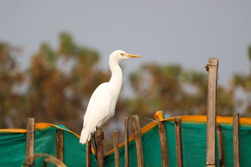 Free A white egret elegantly perched on a fence in a rural setting, capturing the essence of Indian wildlife. Stock Photo