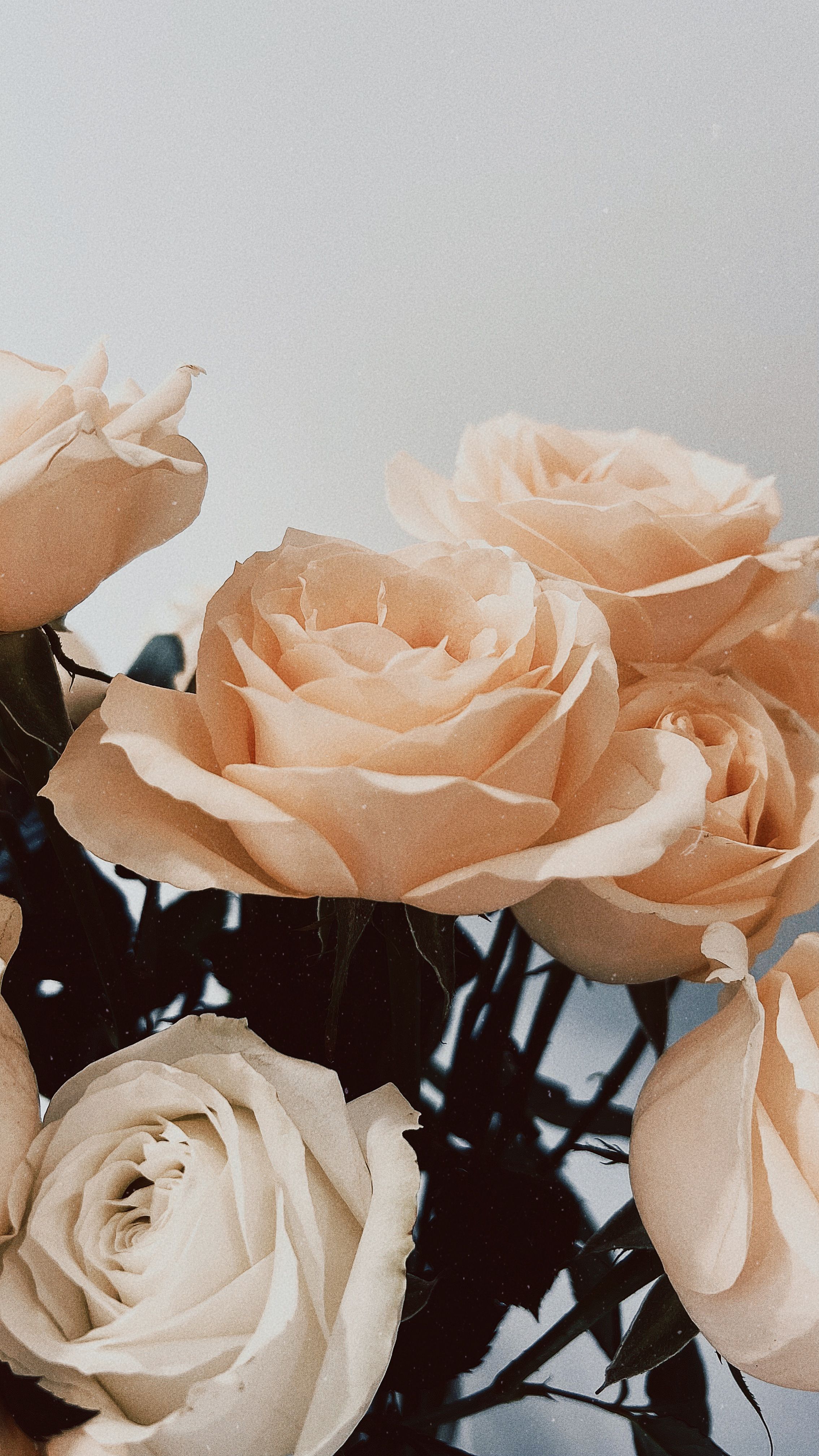 Elegant Roses Bouquet · Free Stock Photo