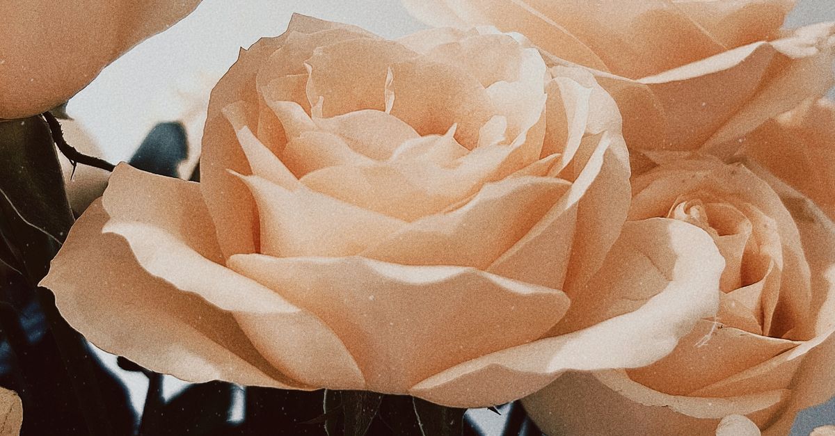 Elegant Roses Elegant Roses Bouquet · Free Stock Photo