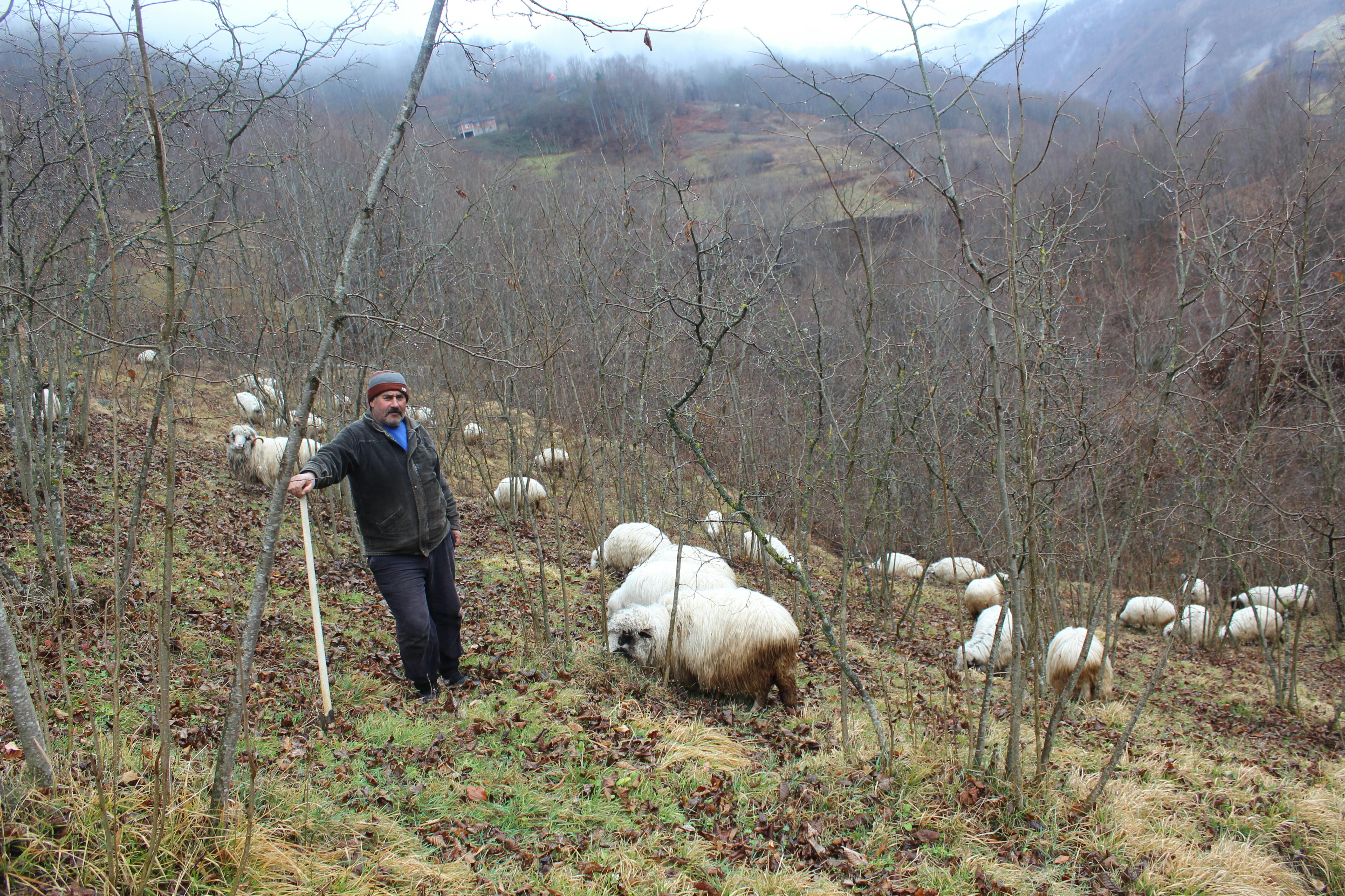 man with hers of sheep