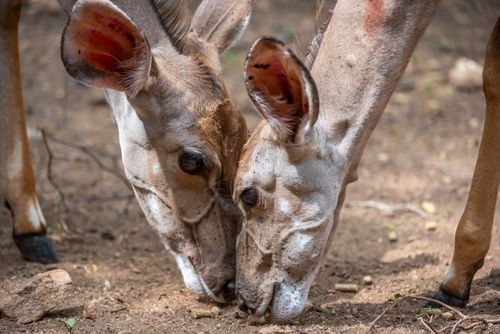 Free Intimate close-up of two kudu antelopes nuzzling on a dirt ground, captured in natural habitat. Stock Photo