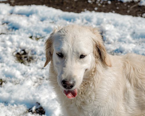 Gratis lagerfoto af dyr, forkølelse, golden retriever