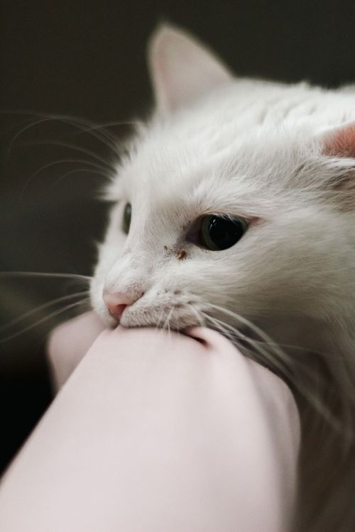 why does a cat bite its owner