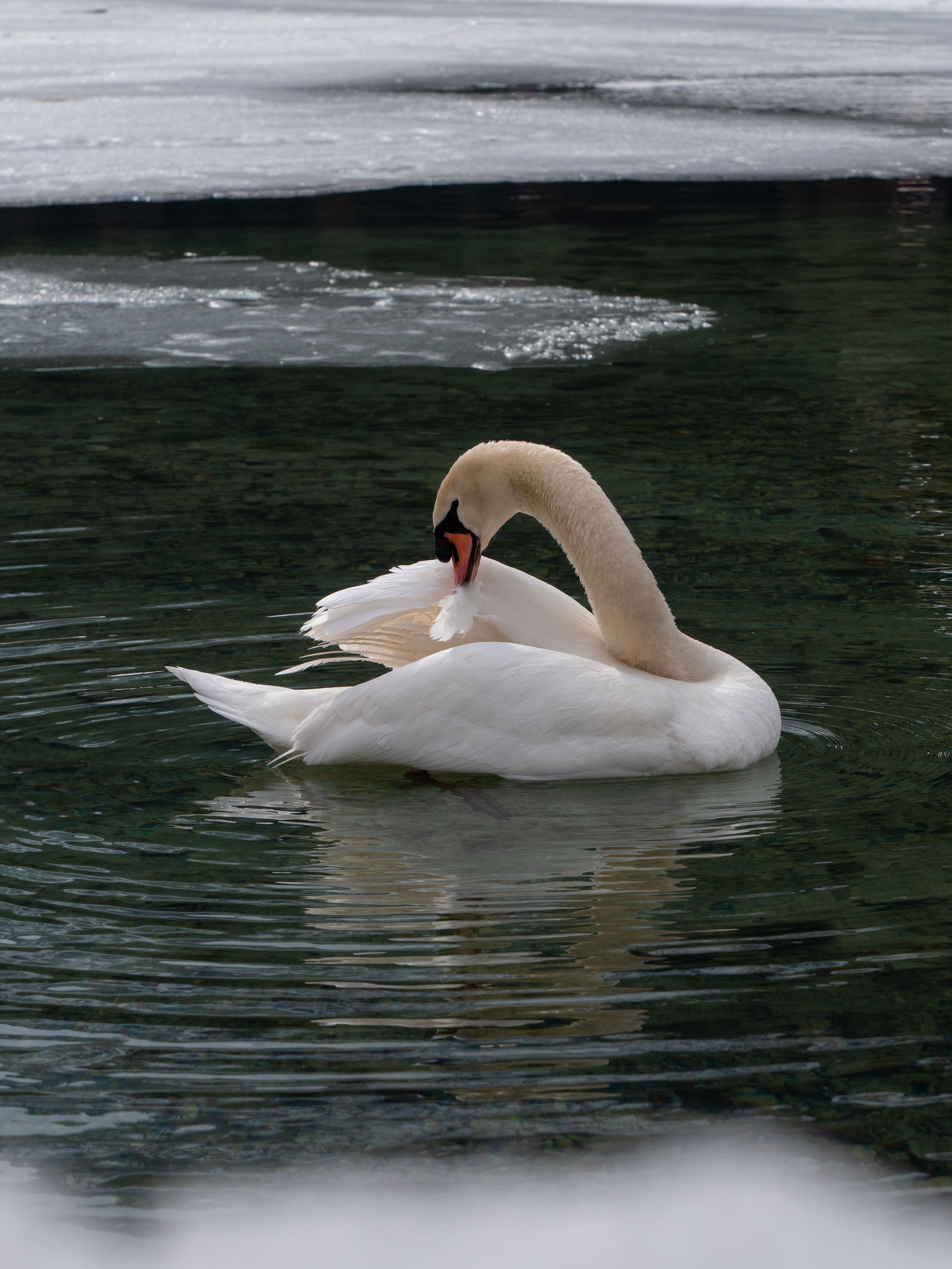 Swan in River · Free Stock Photo