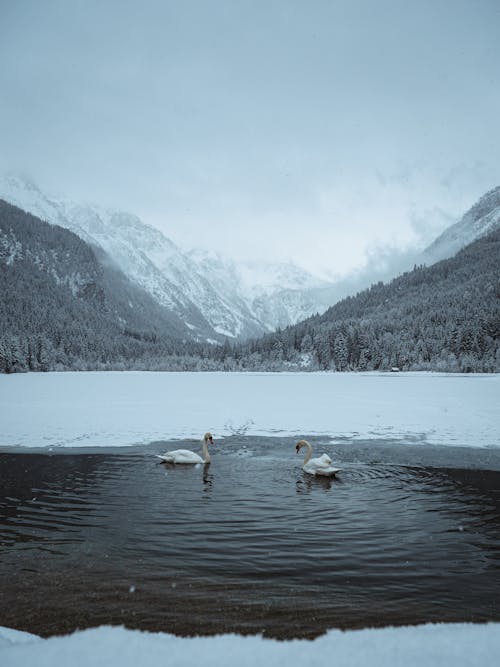 Swans on Lake in Mountains