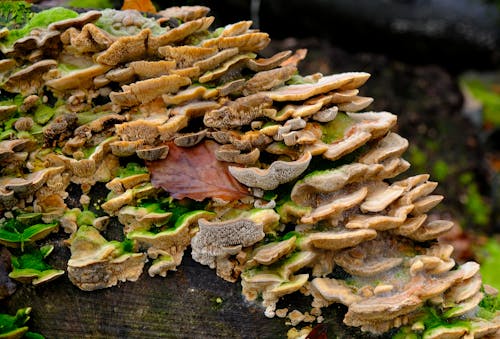 A Close-up of Forest Mushrooms