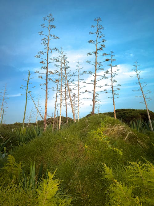 4Kの壁紙, 4kの背景, サボテンの植物の無料の写真素材