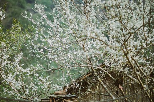 Free A beautiful white blossoming tree in springtime, next to a rustic cabin. Stock Photo