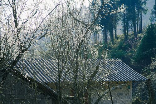 Free A beautiful spring scene featuring blossoming trees surrounding a rustic building with a tin roof. Stock Photo