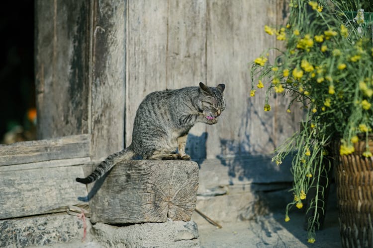 Cat Sitting Near Wooden Wall