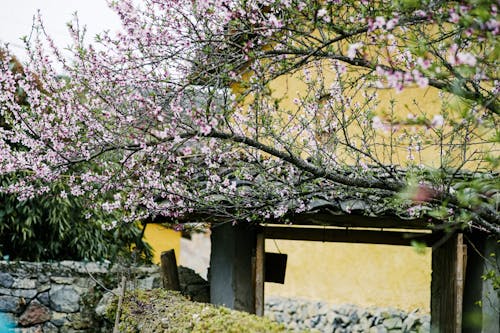 Ilmainen kuvapankkikuva tunnisteilla kirsikka, kukkiminen, kylä
