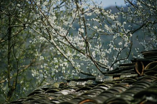 Free A scenic view of a rustic tiled roof with spring blossoms in a rural setting. Stock Photo