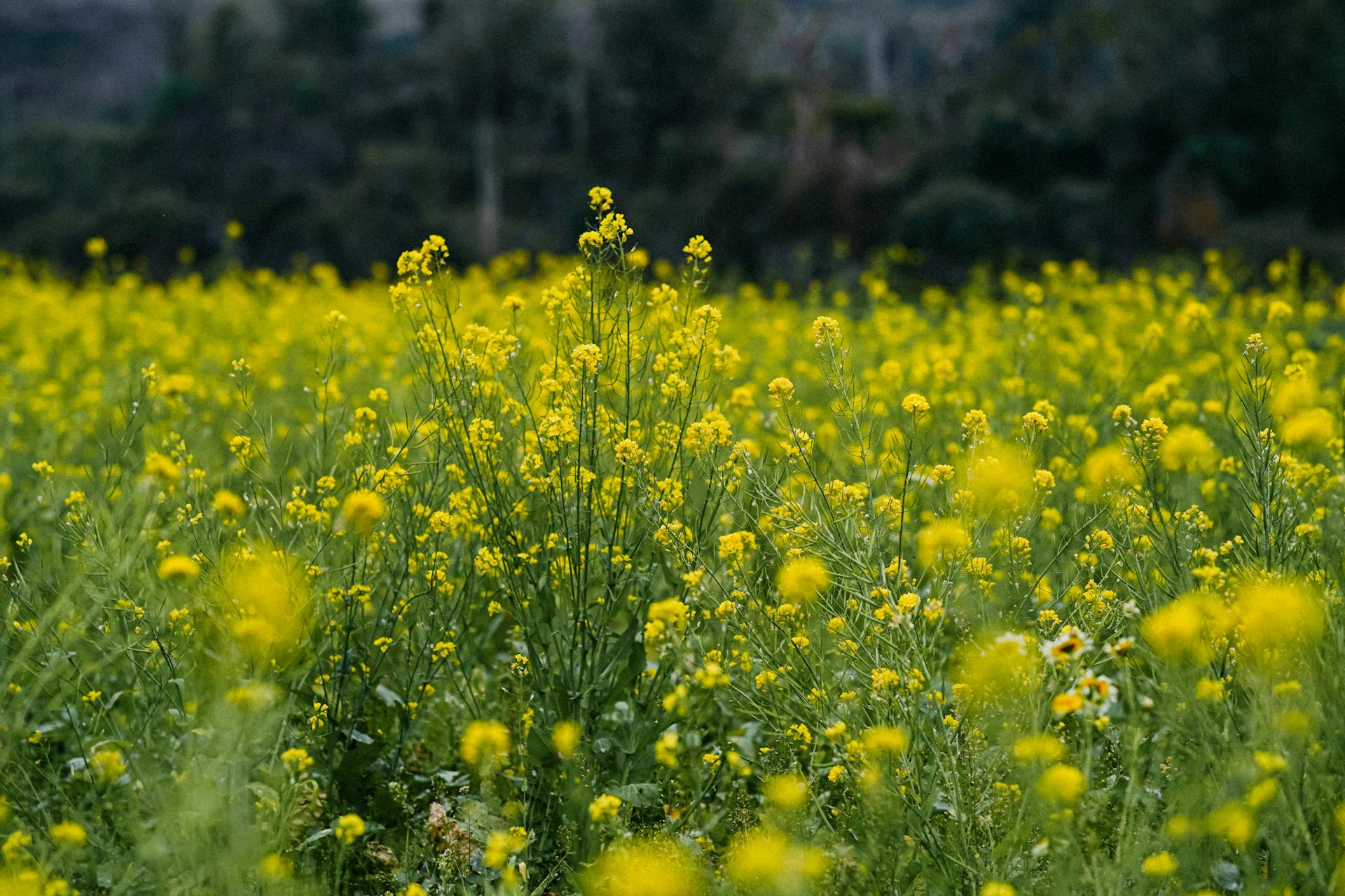 Vibrant yellow mustard flowers in a lush Hà Giang, Vietnam meadow.