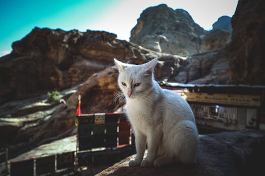 ¿Qué significa soñar con gato blanco?