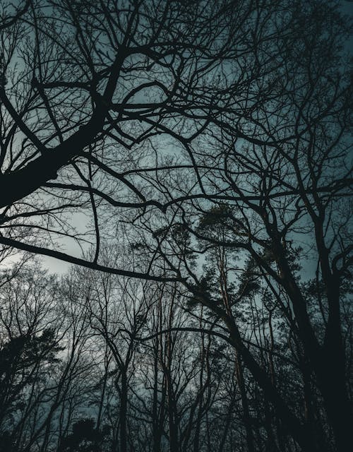 Бесплатное стоковое фото с вертикальный выстрел, ветви, деревья