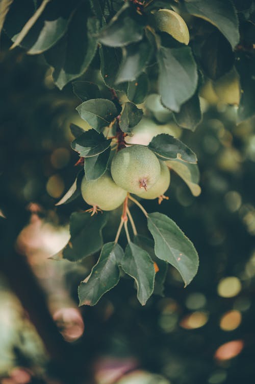 Gratis stockfoto met appels, bladeren, boom