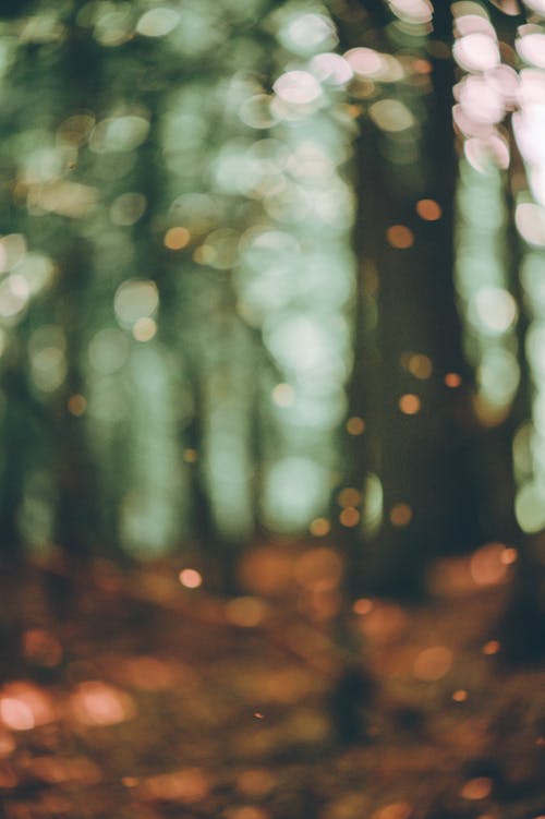 Gratis stockfoto met blurry achtergrond, bokeh, bomen