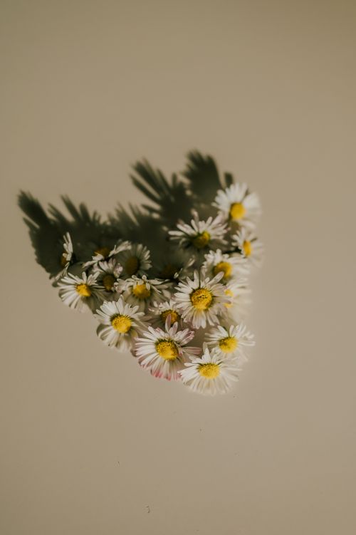 Free A heart-shaped arrangement of daisies casting dramatic shadows in a studio setting. Stock Photo