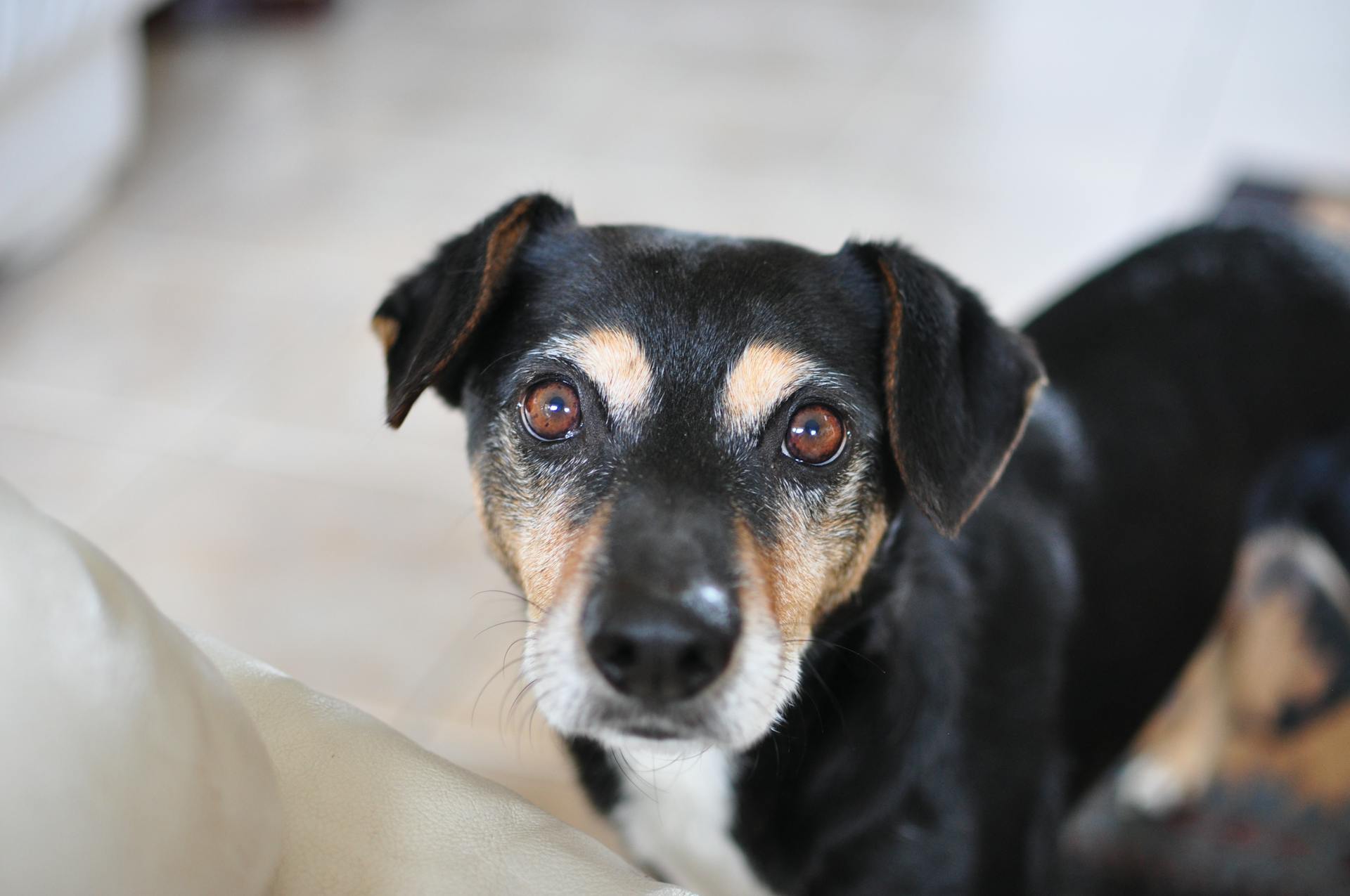 Black and Tan Dog Selective Focus Photography