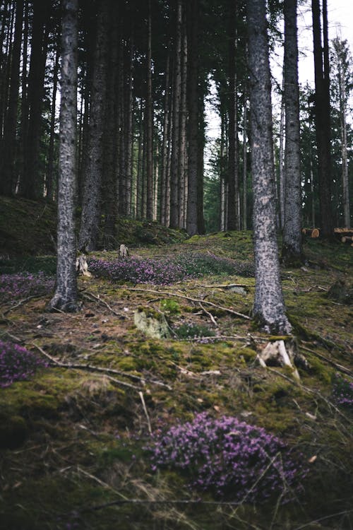 Conifer Trees and Flowers in a Forest 