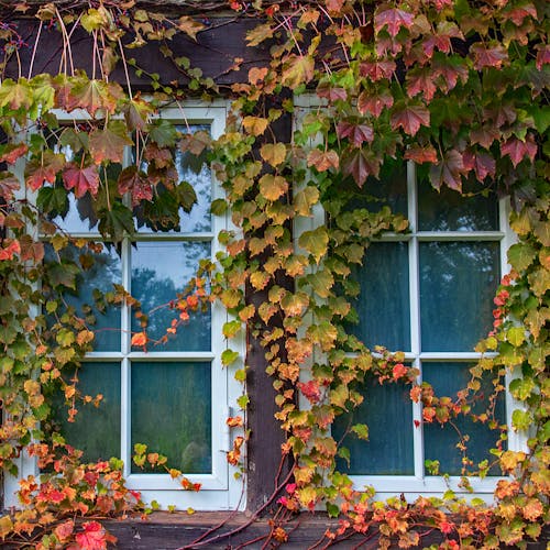Free Photo of Window With Vine Plants Stock Photo