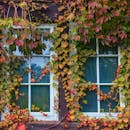 迷人的窗户与五颜六色的秋藤秋叶交织，非常适合秋季主题