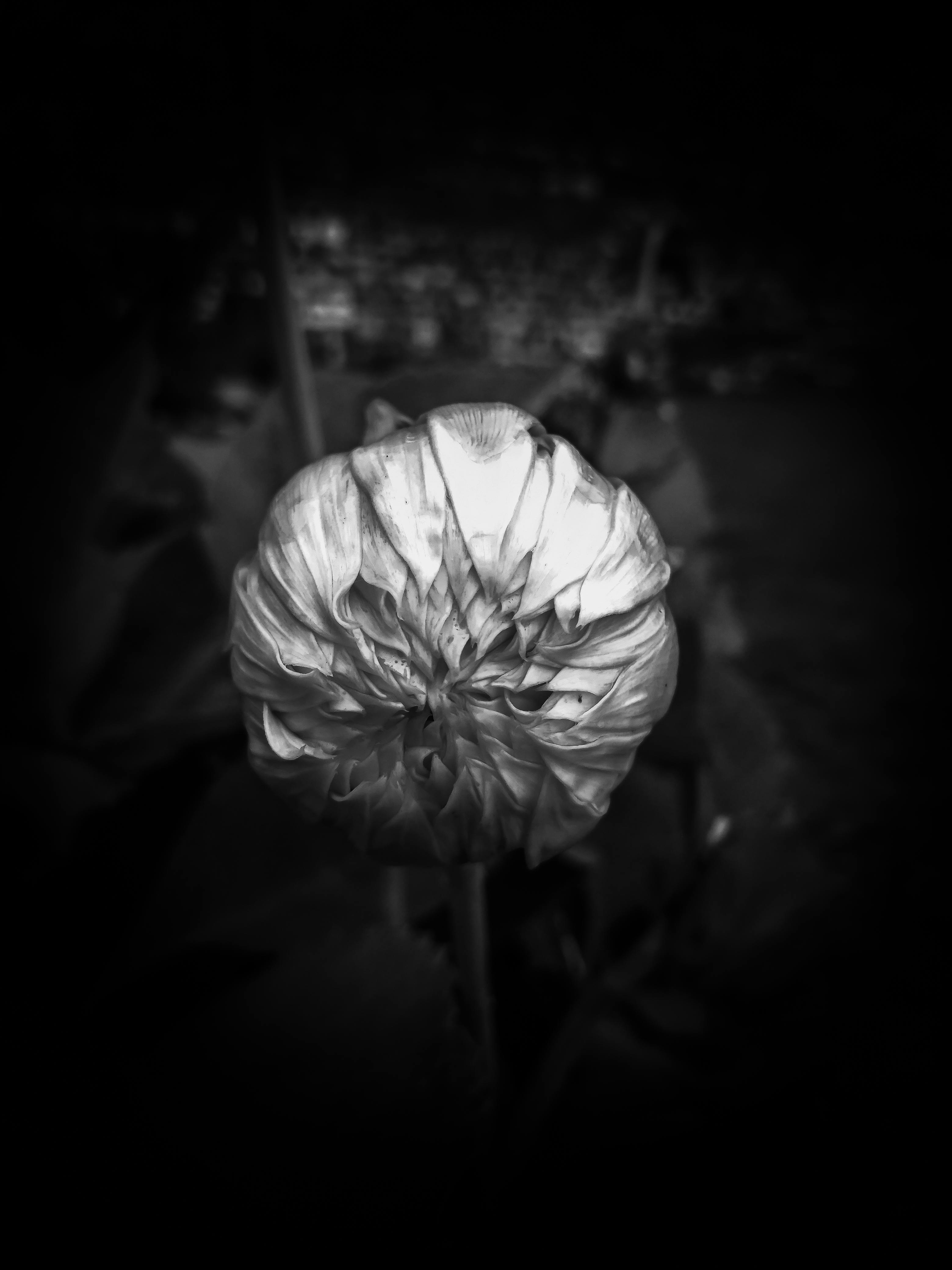 Free stock photo of black and white, flower garden