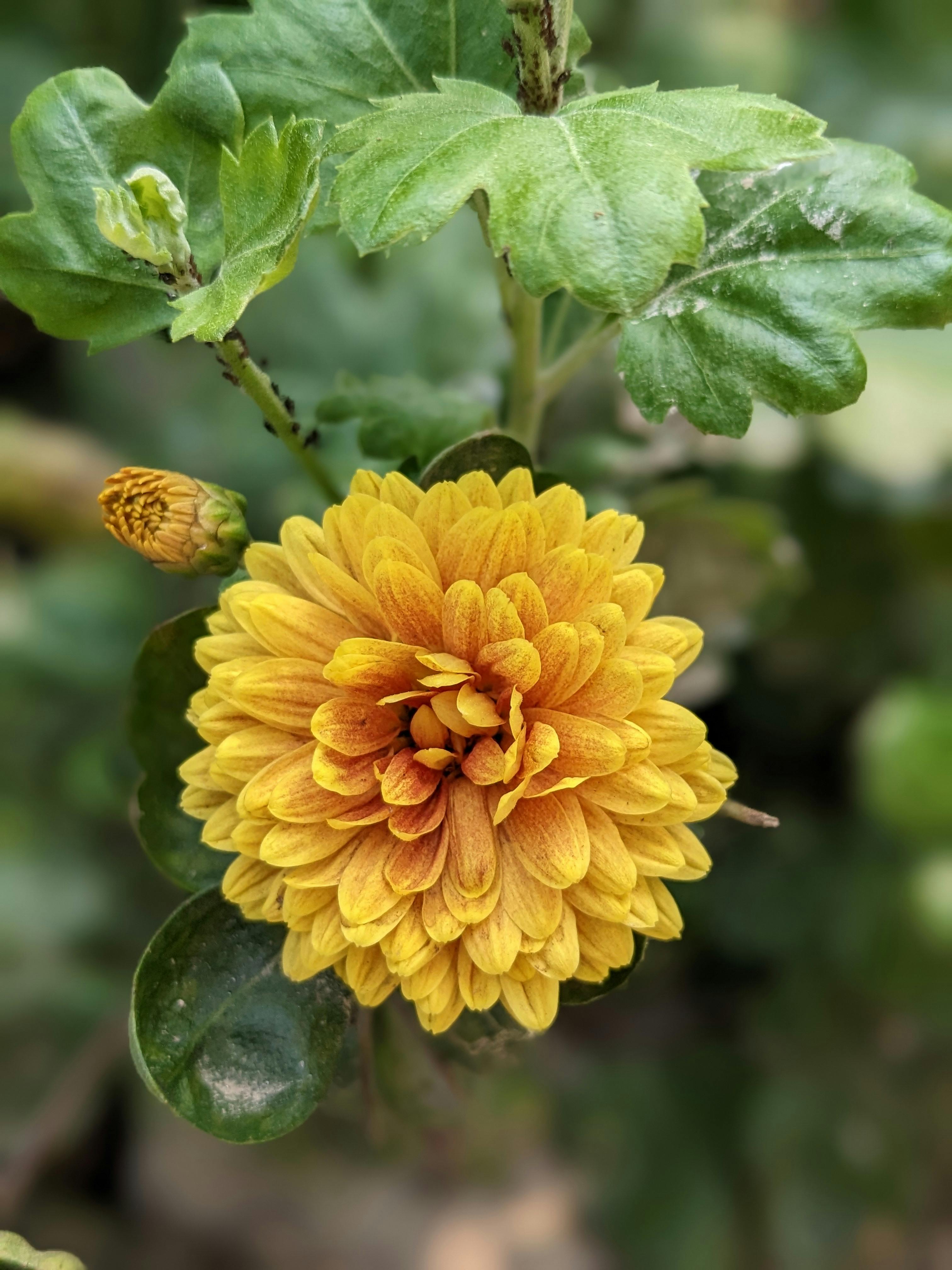 Dahlias, Bees, Ants Photos, Download The BEST Free Dahlias, Bees, Ants