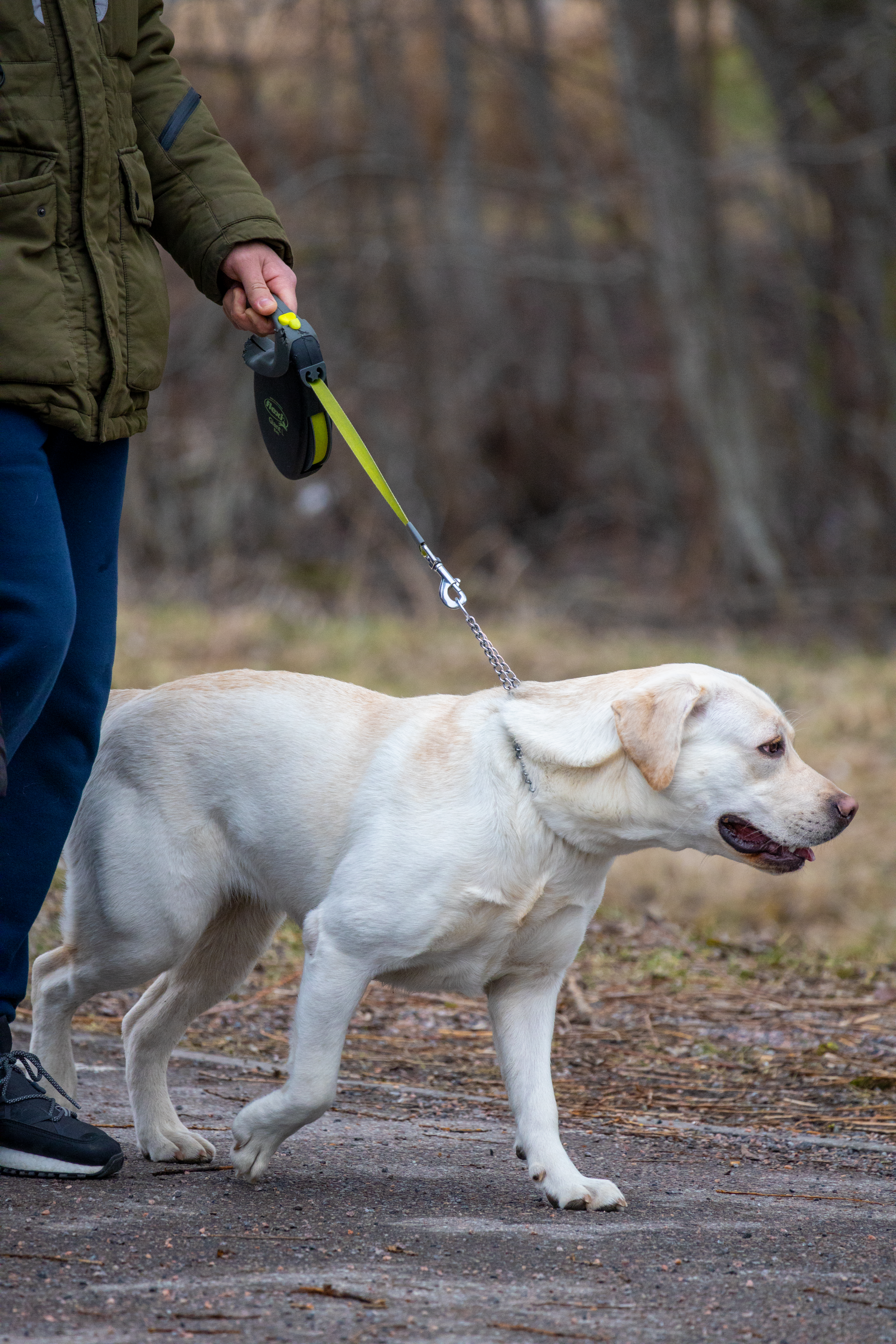 A Labrador Retriever walking with owner on a leash in a park setting.