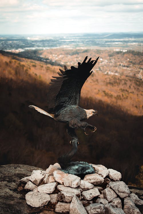 Δωρεάν στοκ φωτογραφιών με αετός, γκρο πλαν, επιλεκτική εστίαση