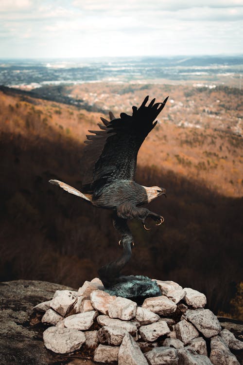 Immagine gratuita di animale, aquila, avvicinamento