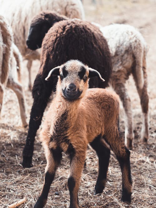 Cute Lamb with Herd