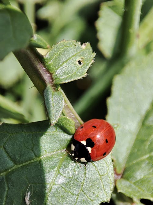 Close-up of a Ladybird on the Leaf 