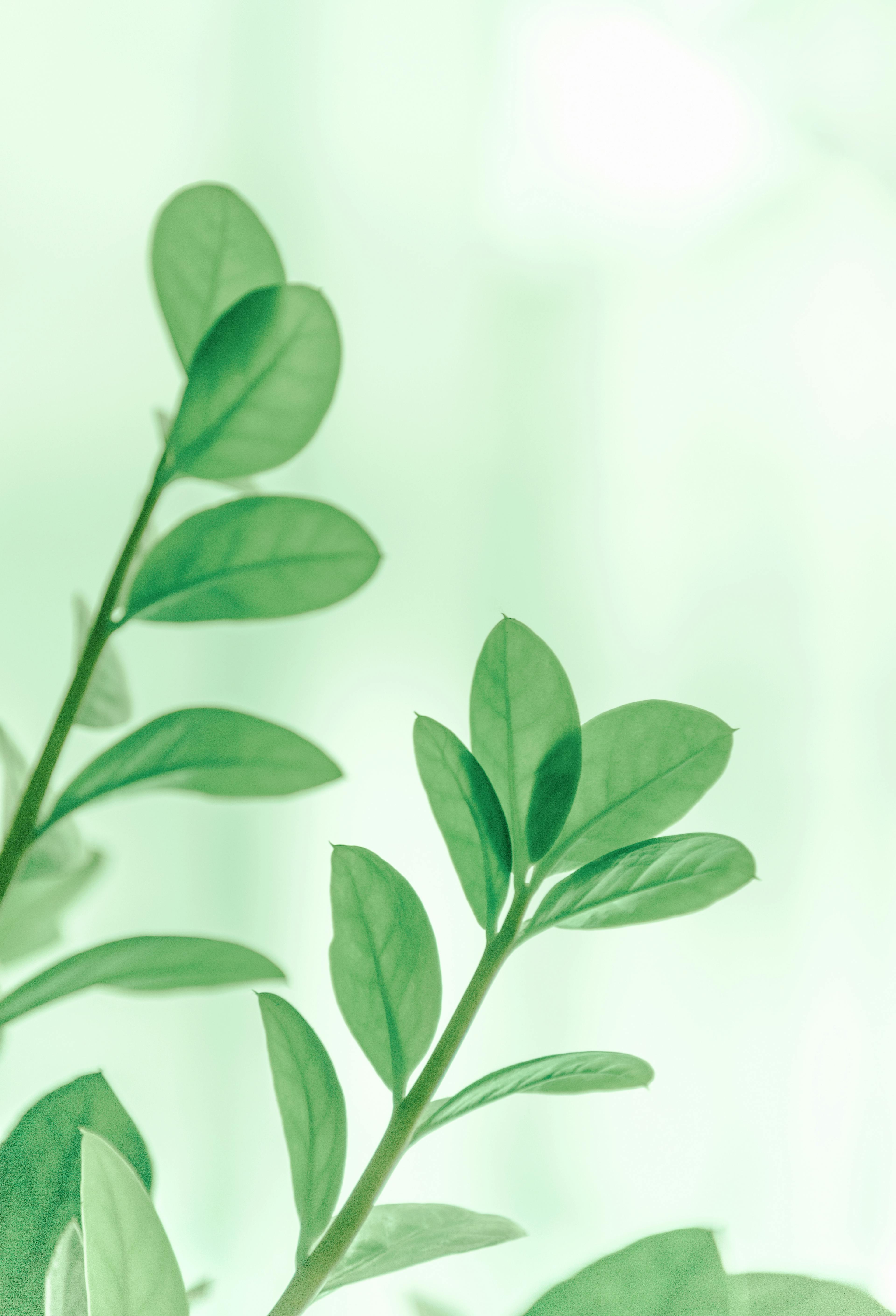 Close-Up Photo of Leaves