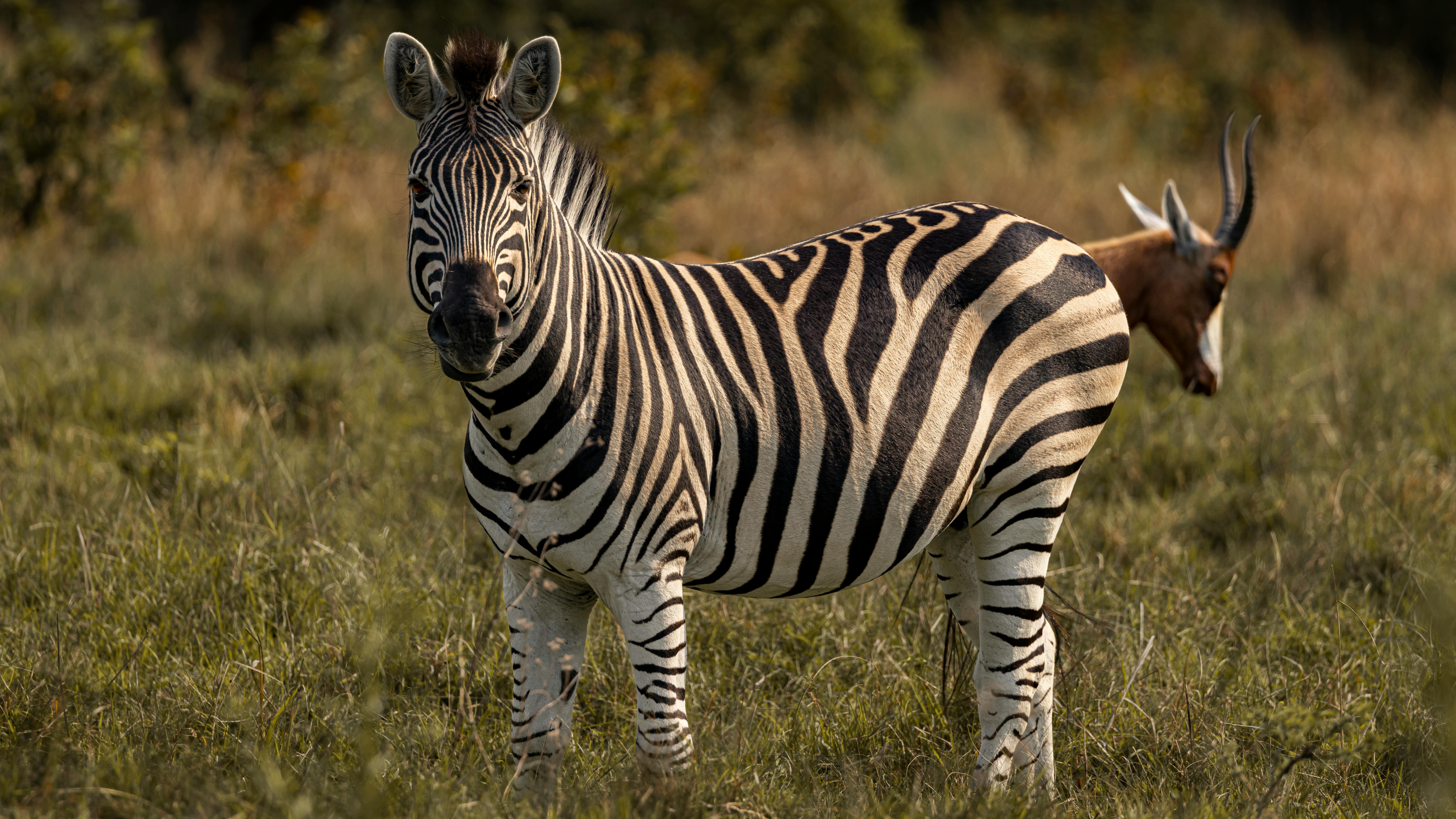 Gratuit Photos gratuites de afrique, animal, animal à cornes Photos