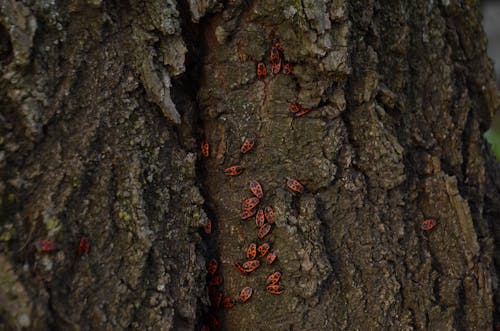 Безкоштовне стокове фото на тему «гальмо, дерево, жуки»