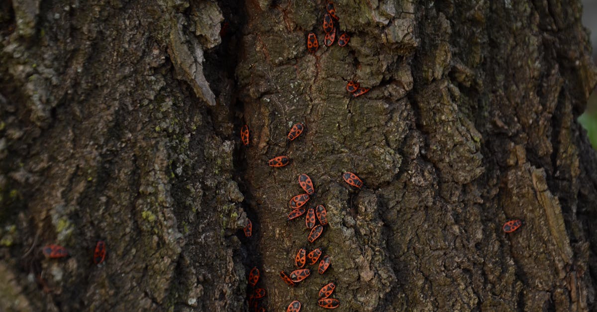 Insects on Tree · Free Stock Photo
