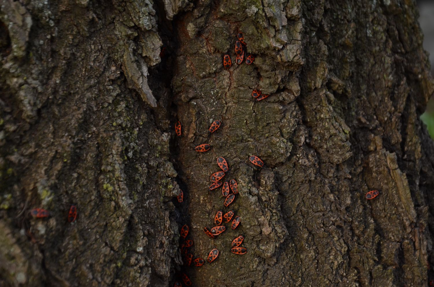 Forest Insects Photos, Download The BEST Free Forest Insects Stock ...
