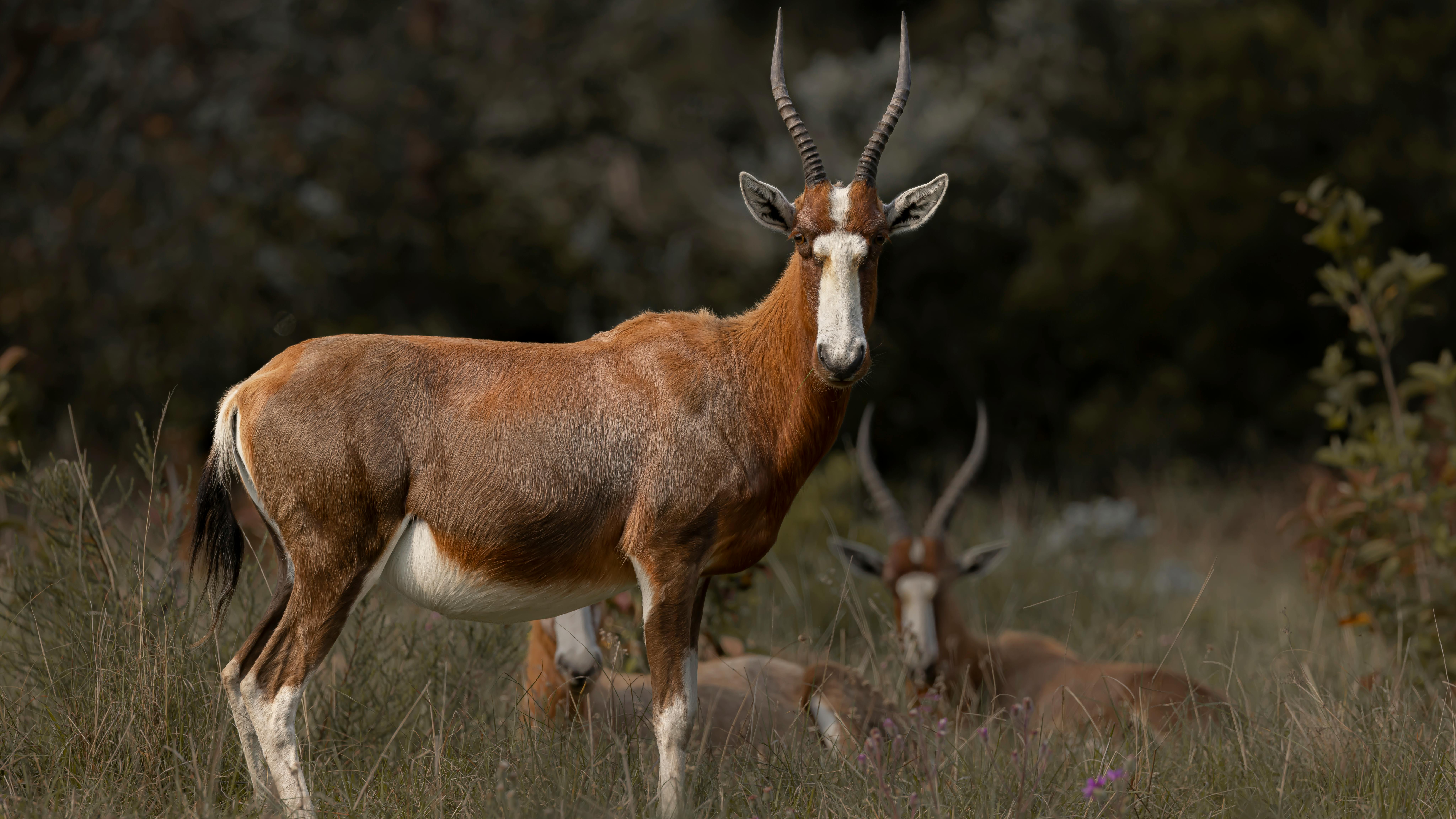 Gratuit Photos gratuites de afrique, afrique du sud, alerte permanente Photos