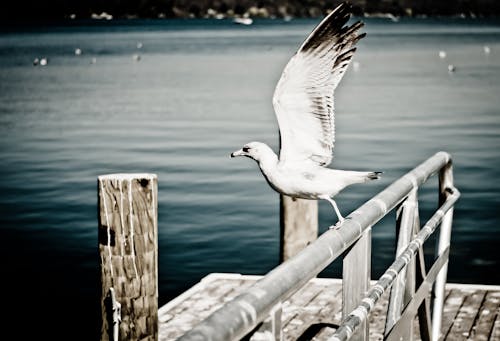 White Seagull Perching on Grey Metal Fence