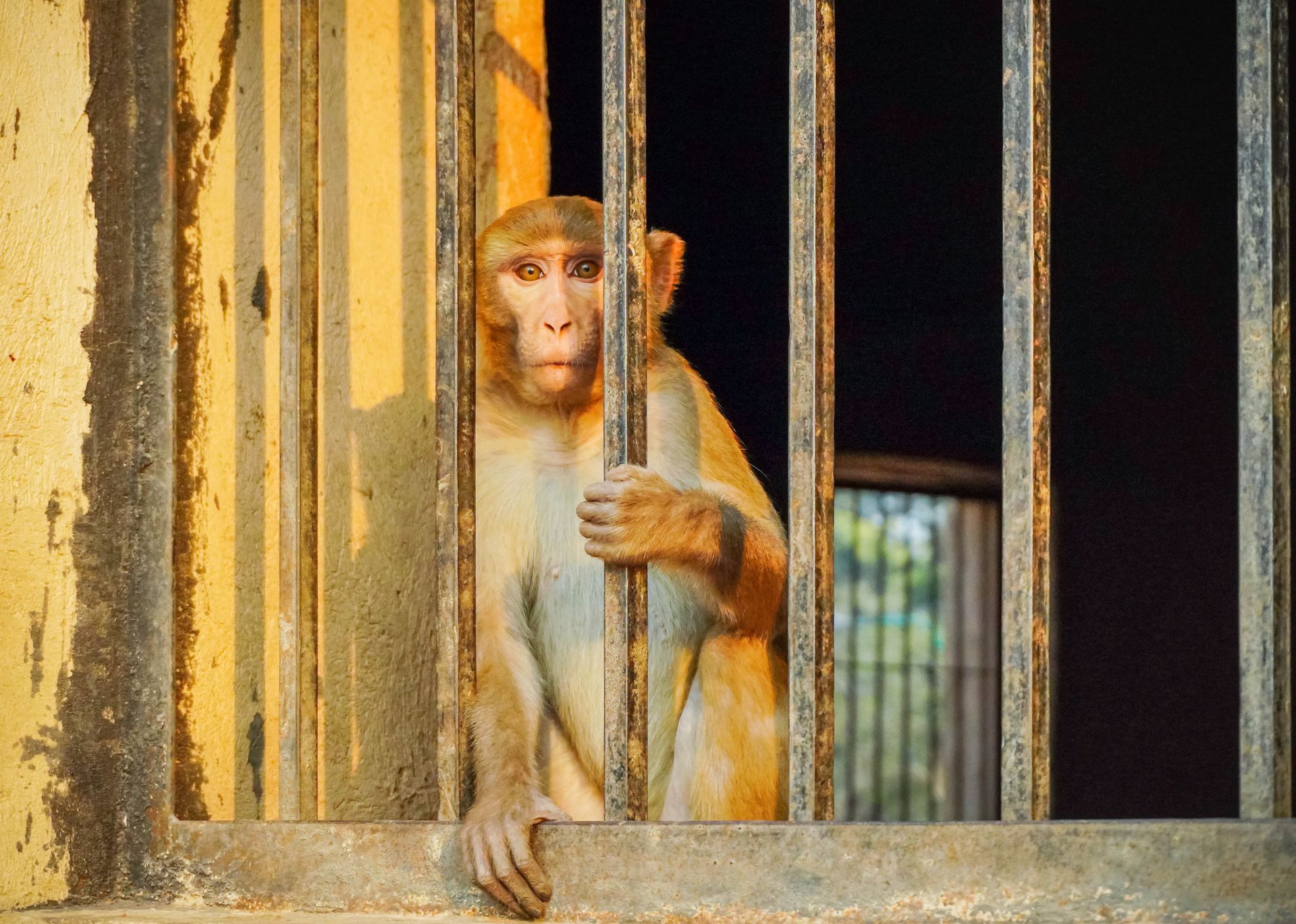 Monkey Standing in Barred Window