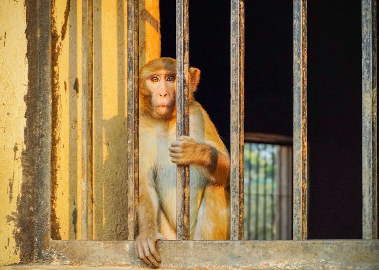 Monkey Standing In Barred Window