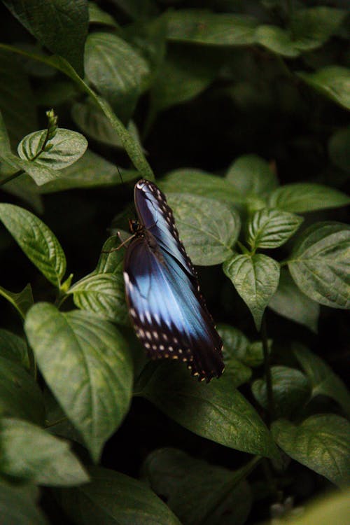 Бесплатное стоковое фото с бабочка, вертикальный выстрел, ветвь
