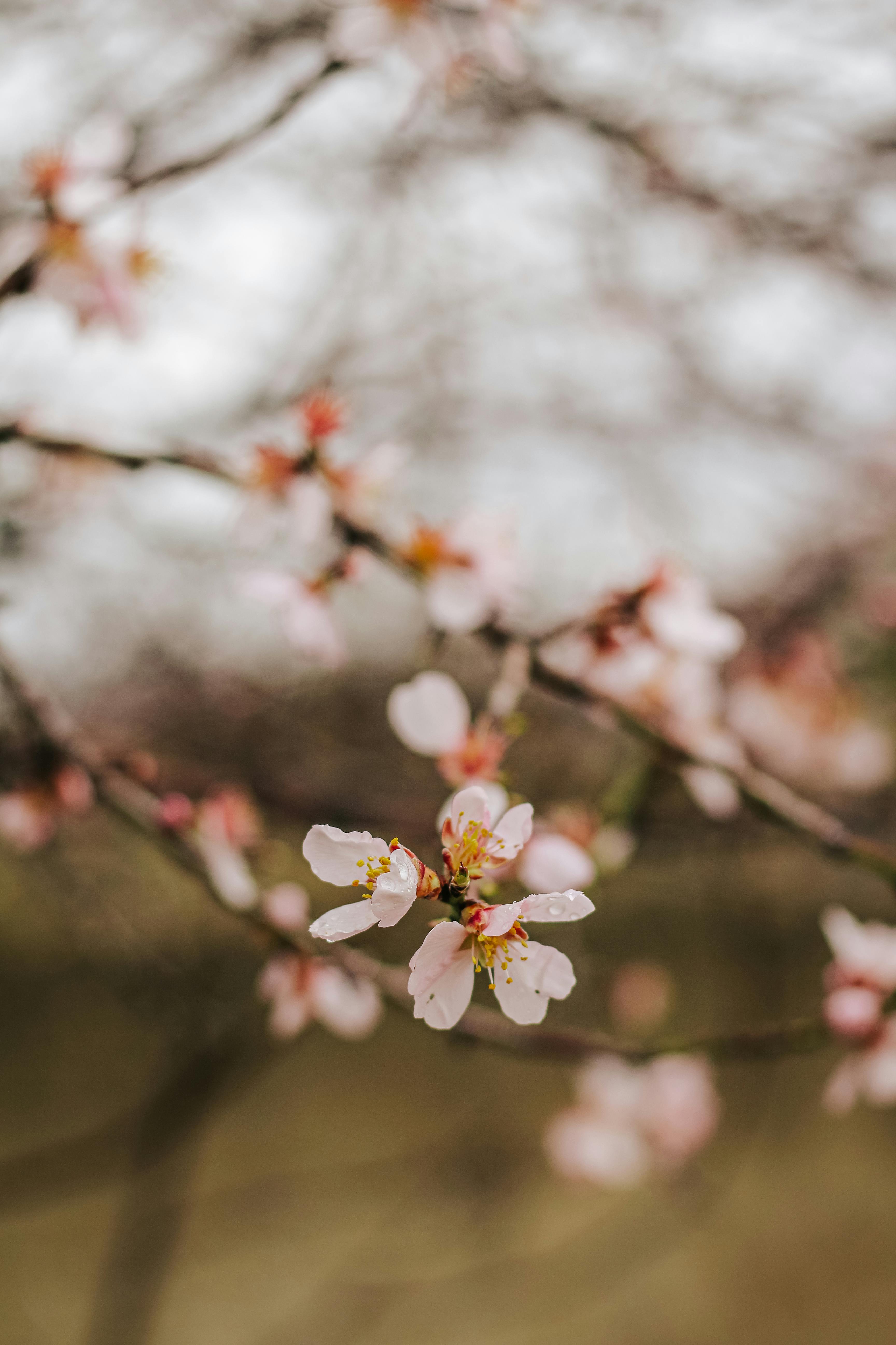 Close-up shot of cherry blossoms in spring, showcasing delicate pink petals on a blurred background.