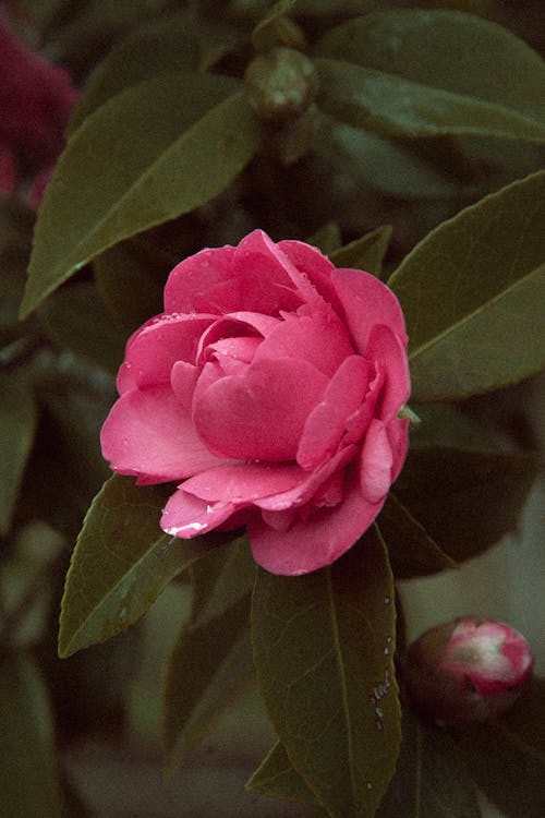 Fotos de stock gratuitas de de cerca, flor, hojas