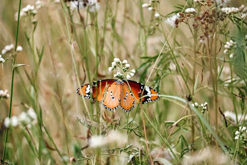 Close-up of a Butterfly on the Meadow 