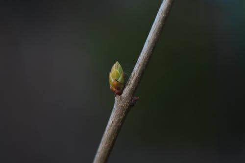 Darmowe zdjęcie z galerii z bezlistne drzewo, czas wiosny, cześć