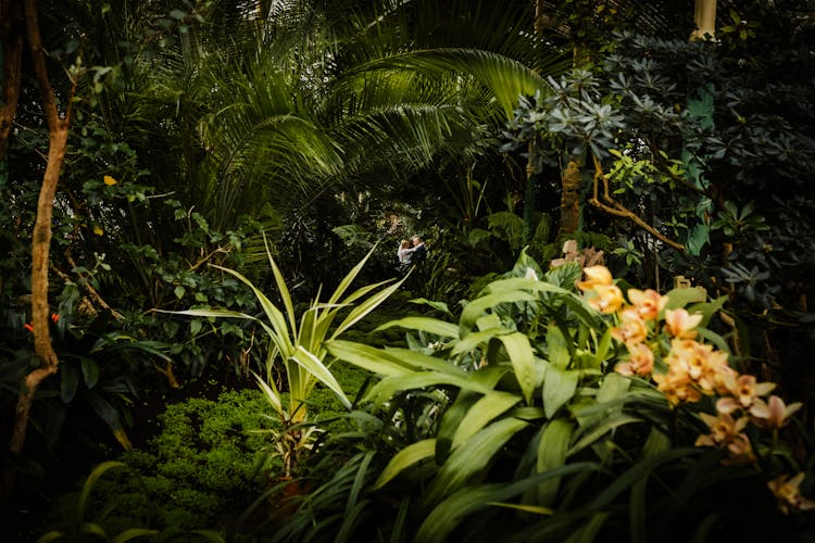 Plants In Forest And Couple Behind