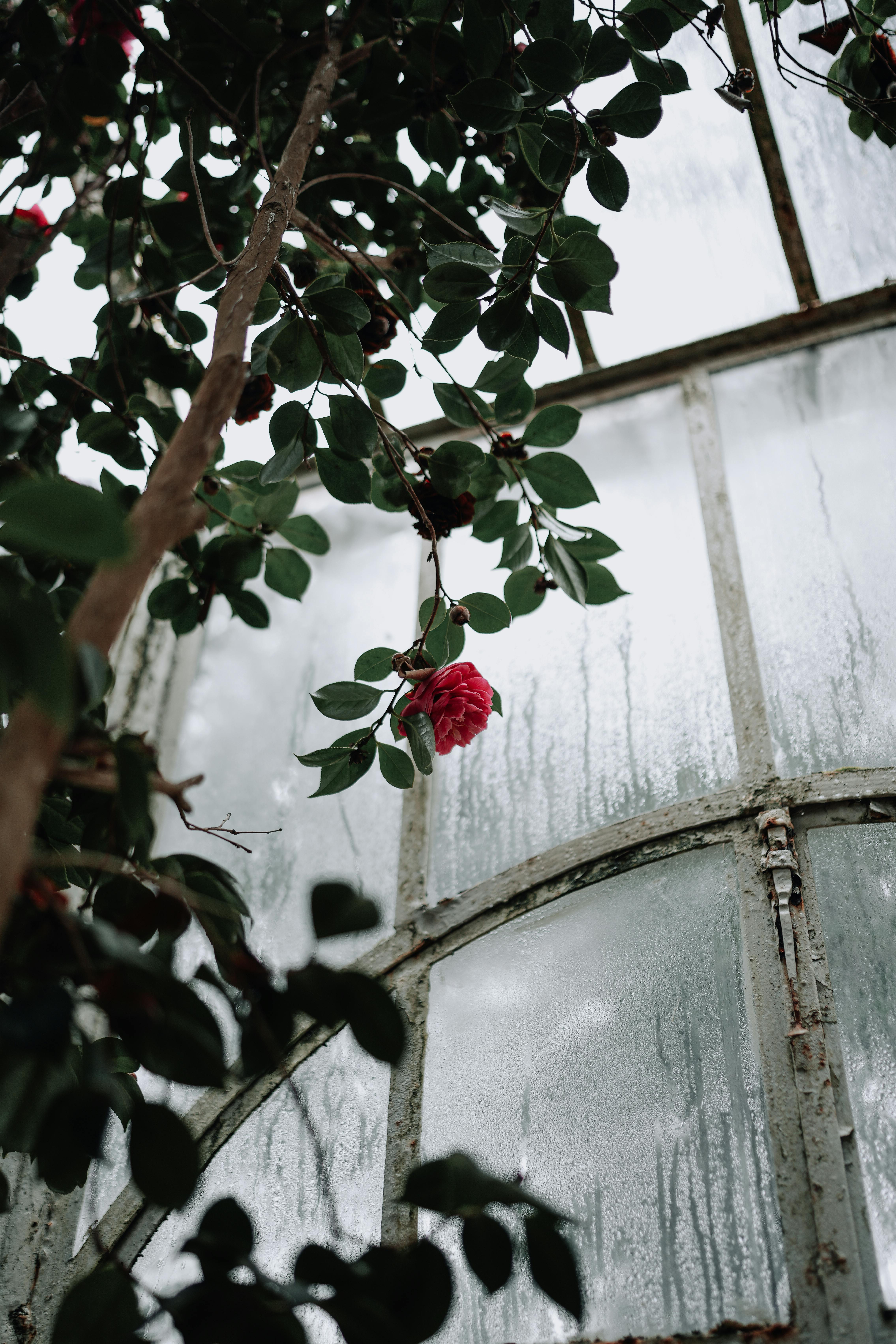Captivating rose blossom seen through wet greenhouse glass. Dark, dramatic mood.